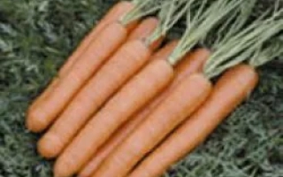 Свежие моркови сорта Веста F1 на фоне зелени