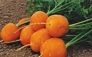 Свежая морковь с ботвой на земле - Внучка