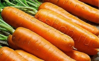 Пакет насіння моркви Забава F1 з зображенням свіжих коренеплодів