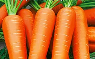 Пакет насіння моркви ЗИМОВИЙ НЕКТАР з зображенням свіжих морквин