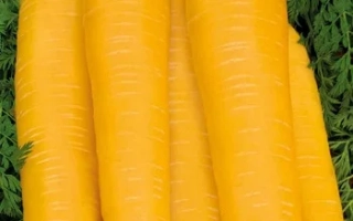 Золотистый Плов