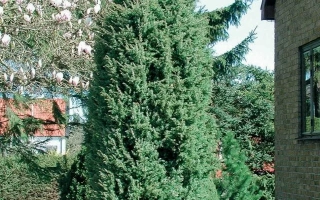 Таежный Изумруд