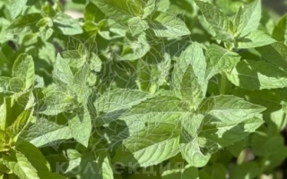 Прилукская Карвонная