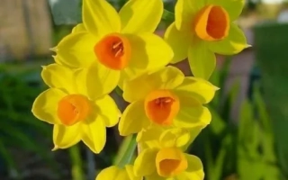 Глори ОФ Лисс