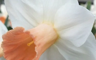 Пинк Селект