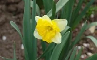 Ройял Ориндж