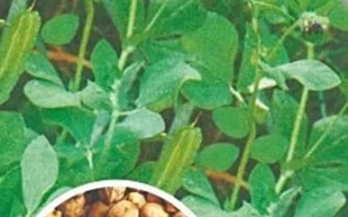 Семена нута на фоне зелени с изображением зрелых зерен в круглой рамке - Антей