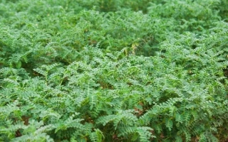 Поле нута Буджак