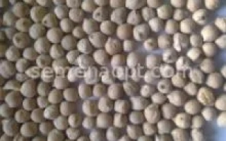 Нут на фоне - Пам'Ять