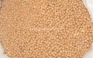 Нут на белом фоне - Пегас