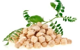 Крупный план нута с веткой растения на белом фоне - Слобожанський