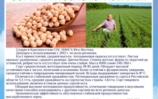 Золотой Юбилей