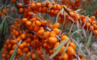 Ботаническая