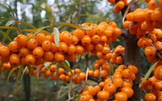 Ботаническая Любительская