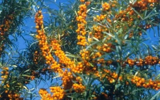 Гомельская