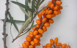 Лунный Свет