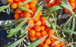 Московская Прозрачная