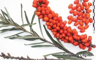 Звездный Путь