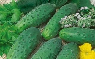 Пакет семян огурца сорта АКТЕР с изображением плодов и логотипом производителя