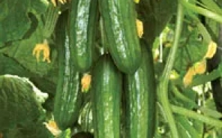 Свежие огурцы на лозе с желтыми цветами - Аль-Бируни F1
