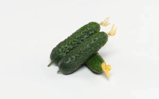 Three cucumbers with flowers on a white background - ALFATEN