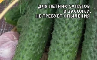 Seed packet of cucumber variety Gali Baba