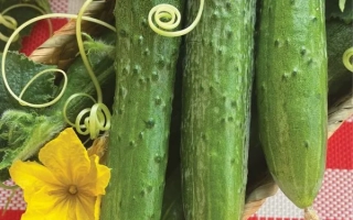 Семена огурца Алиса F1 на красной клетчатой ткани с желтыми цветами