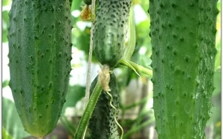 Пакет семян огурца Андрюша F1