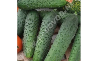 Аромат Літа