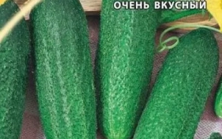 Seed packet of cucumber variety «Babayka»