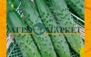 Пакет семян огурца БАКС