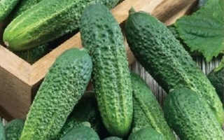Seed packet of cucumber Hornishkin F1 Banochny - BANOCHE