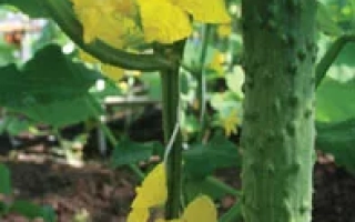 Огурец на растении с желтыми цветами - Бегунок F1