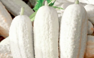 Белый Ангел