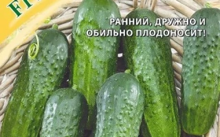 Березовый СОК