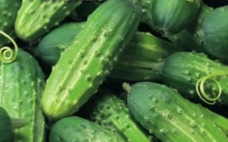 Семена огурца сорта Бизнес на упаковке