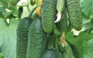 Богатырская сила F1