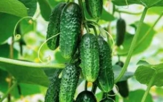 Большой КУШ