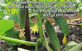 Братья-Близнецы