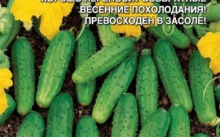 Брат С Севера