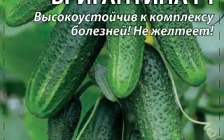 Бригантина