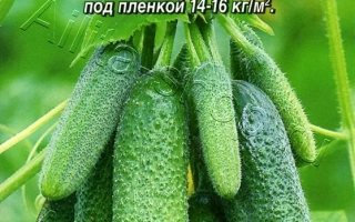 Бурундучок