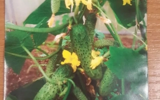 Чернобород