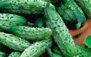 Свежие огурцы сорта Черномор