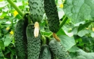 Чайковський