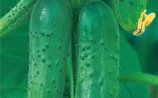 Чистые пруды F1