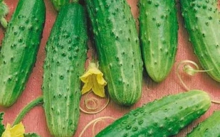 Дальневосточный 27