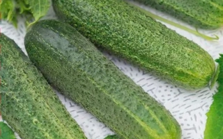 Дамский Угодник