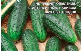 Дедушкина Внучка