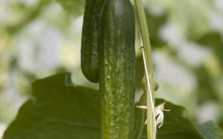 Дельтастар F1